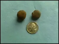 maybe grape shot.webp