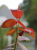 DewdropsOnRosesandDaylilys002.webp