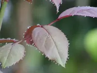 DewdropsOnRosesandDaylilys003.webp