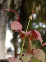 DewdropsOnRosesandDaylilys010.webp