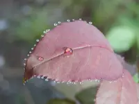 DewdropsOnRosesandDaylilys012.webp