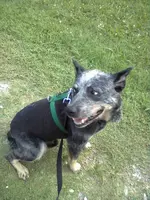 Cujo.webp