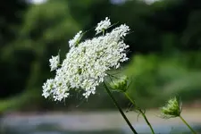 Queen\'s Lace.webp