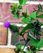 Thistle.webp