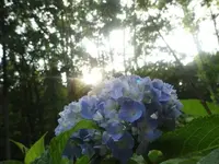 hydrangea.webp