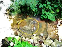fish.webp