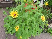 011.webp