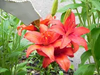 004.webp