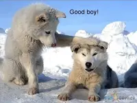 Good-boy.webp