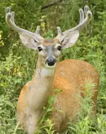 IMG_9919 - Copy (518x650).webp