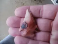 P1010304.webp