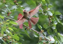 pair feeding.webp