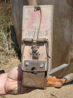 booby trap shotgun shell mouse  trap.gif
