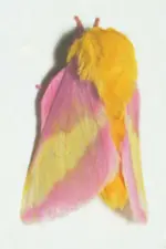 Rosy Maple Moth.webp