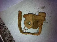 bracket.webp