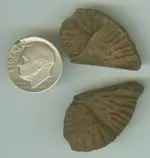 fossil5.11.webp