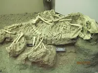 dog burials.webp