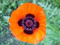 poppy.webp