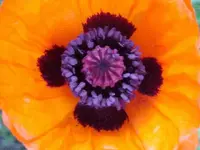 poppy center.webp