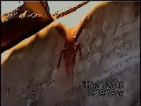 YouTube - Utah Pictograph at Summer Solstice-8.webp