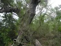 baldw1.webp