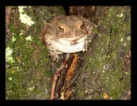 frog.webp