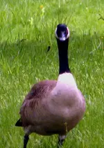 watch out I\'m fulla poop.webp