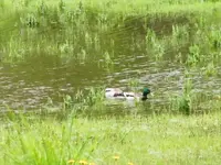 ya gotta keep your head above water.webp