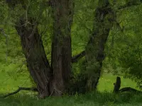 old willow.webp