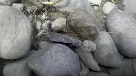 Harding in situ - small.webp