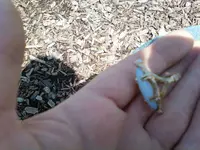 gold ring 2.webp