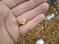 gold ring 4.webp