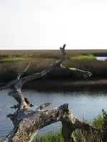 008z.webp