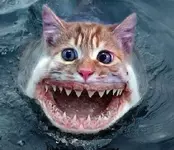 Catfish-pictures-3.webp