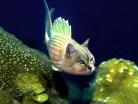 Cat_Fish.webp