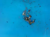 silver neckless 01.webp