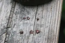 NH FINDS 07-14 003.webp
