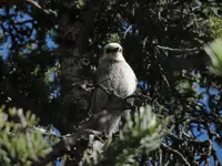 Leadville 2011 (ibex ore house) 005.webp