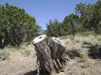 Western Desert.webp