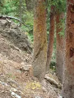 Ridge Trail.webp