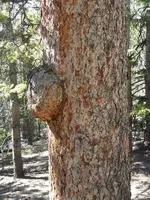 Leadville 2011 (ibex ore house) 011.webp
