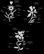 spanish-flower.webp