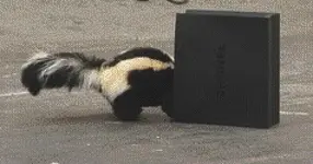 ~halfskunkbox.webp