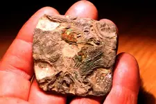 NH FINDS 06-03 016.webp