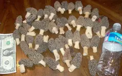 46 morels (2).webp