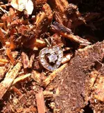 Fake Diamonds Heart.webp