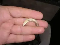 boar tusk2.webp