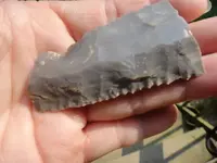 serrated closeup.webp