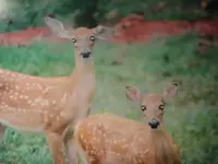 fawns2.webp