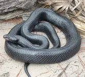 664px-Eastern_Indigo_Snake.webp